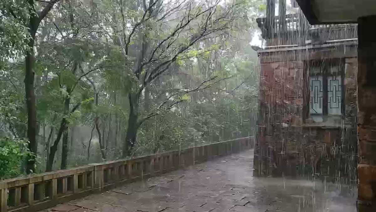 森の木々に雨が降る、森の雨の映像